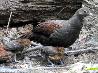 Female and chick - Todd A. Watkins - ML236142931