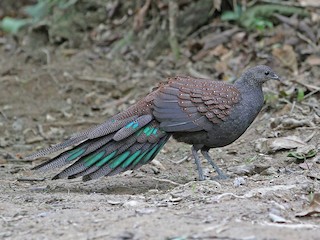 アカコクジャク - eBird