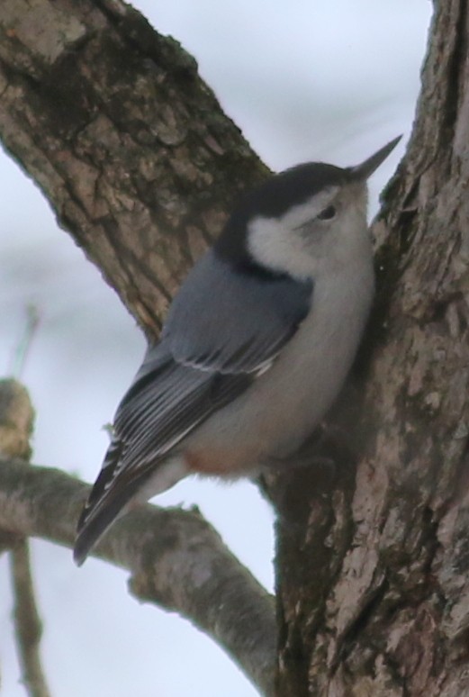 White-breasted Nuthatch - Jon G.