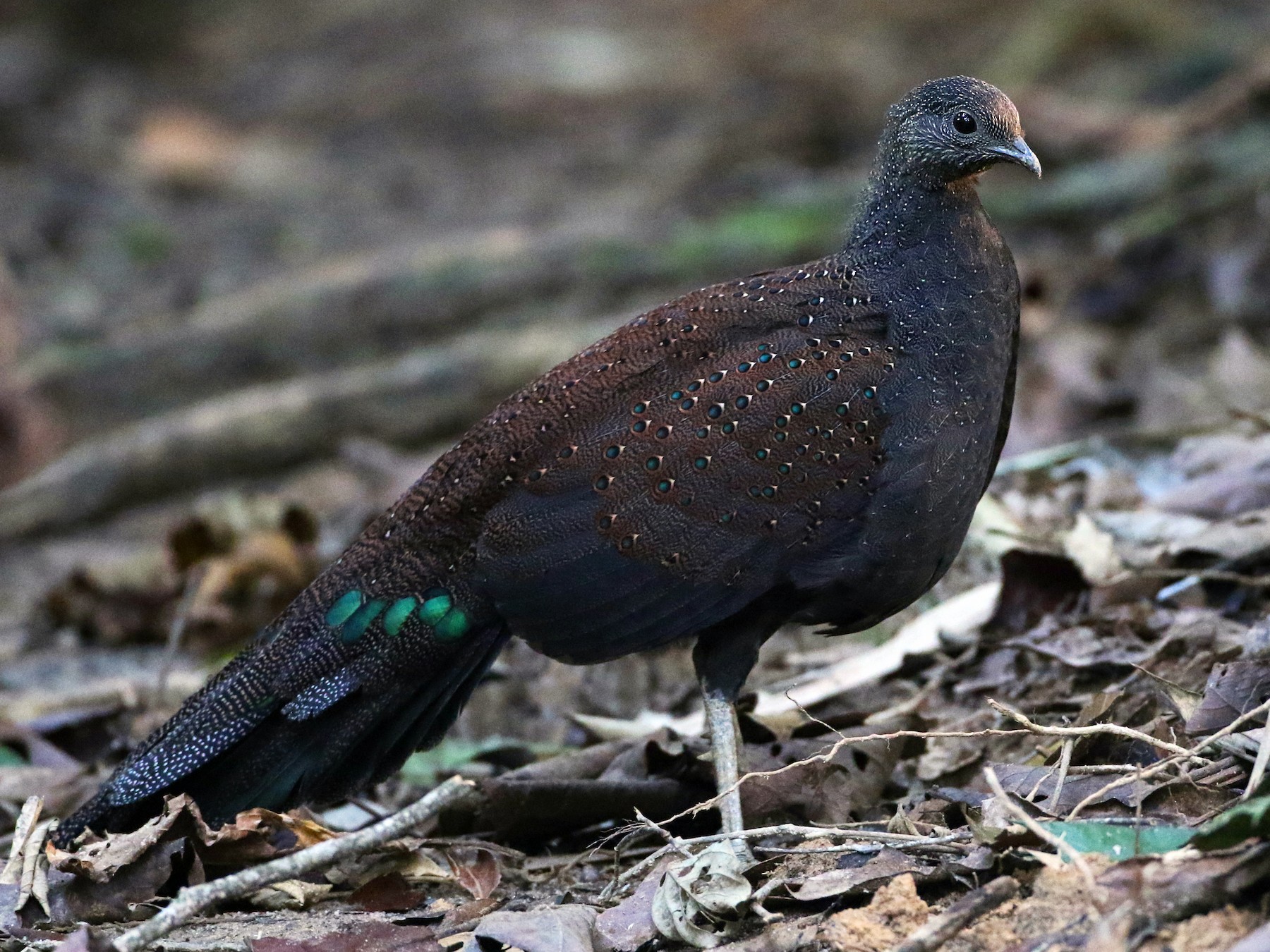 Mountain Peacock-Pheasant - Luke Seitz