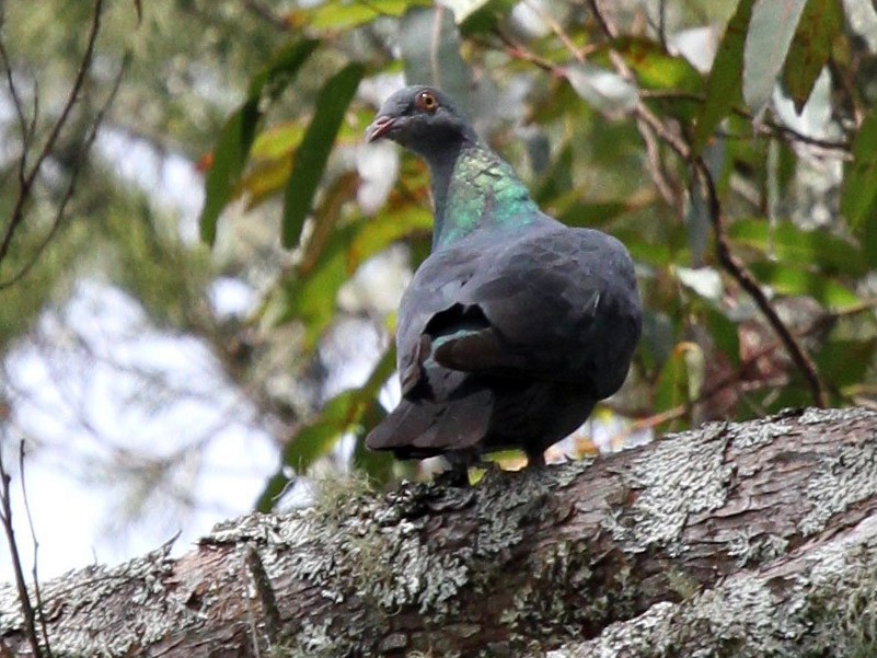 Metallic Pigeon - Colin Trainor