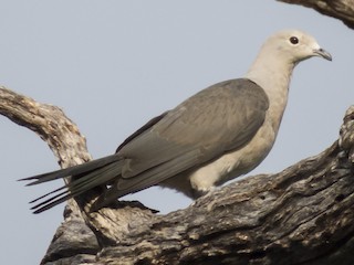 ハイイロミカドバト - eBird