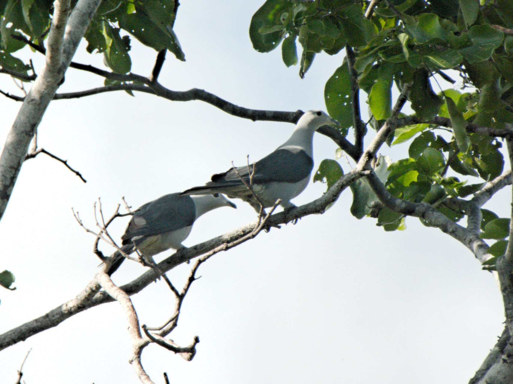 Gray Imperial-Pigeon - Anonymous