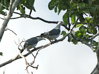ハイイロミカドバト - eBird