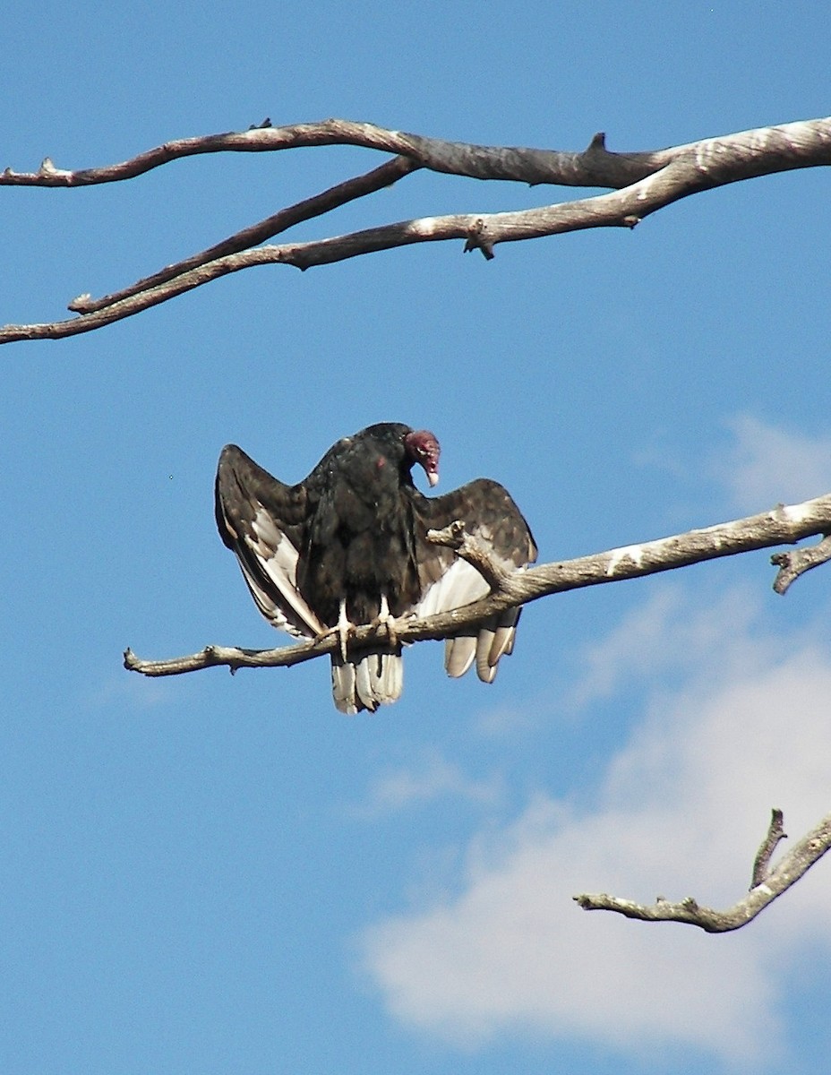 Turkey Vulture - ML23614601