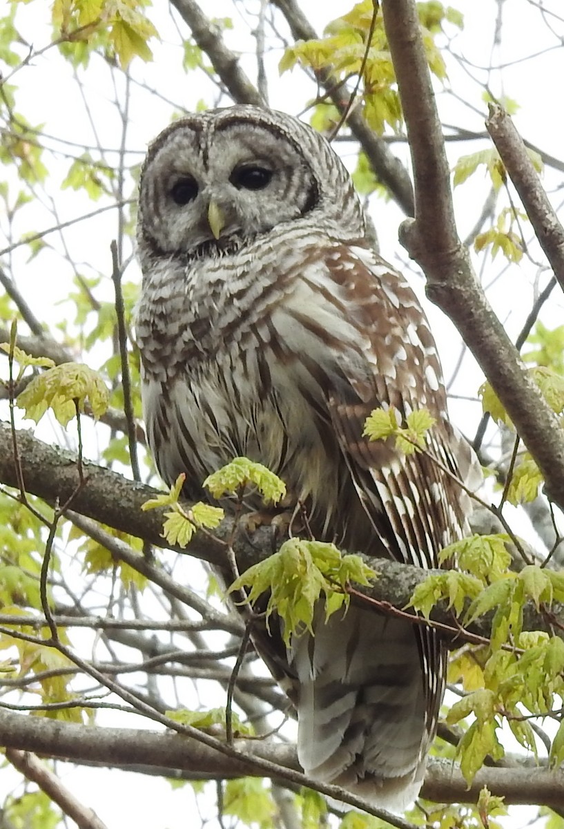 Barred Owl - Claire Caron