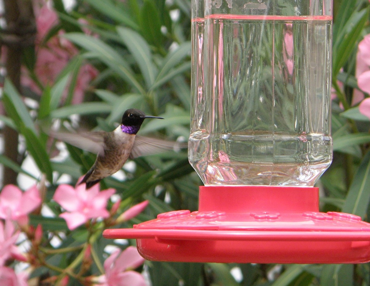 Black-chinned Hummingbird - Cara Barnhill