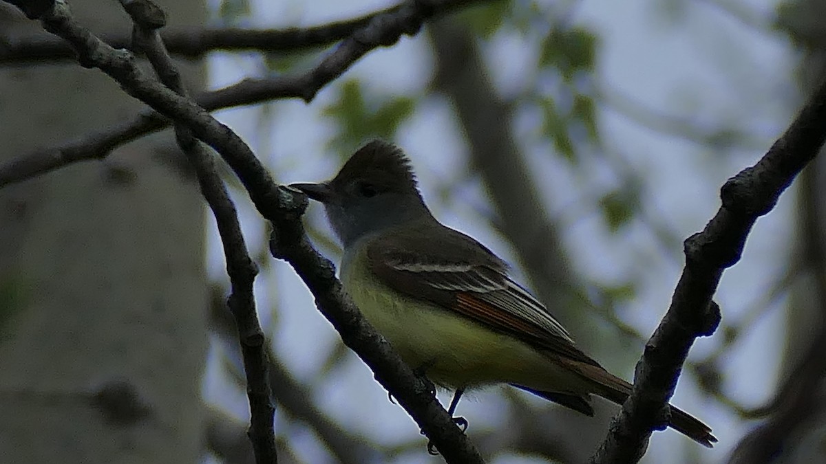Great Crested Flycatcher - ML236148121
