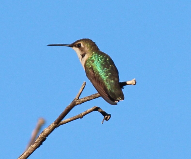 Black-chinned Hummingbird - Laura Stanfill