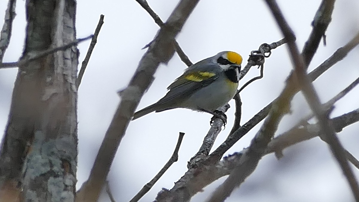 Golden-winged x Blue-winged Warbler (hybrid) - Avery Fish