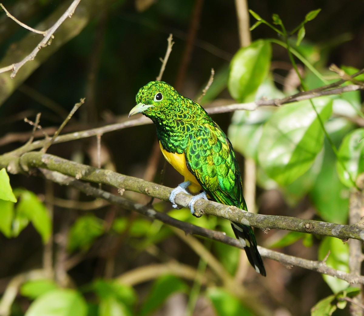 African Emerald Cuckoo - Randall Siebert
