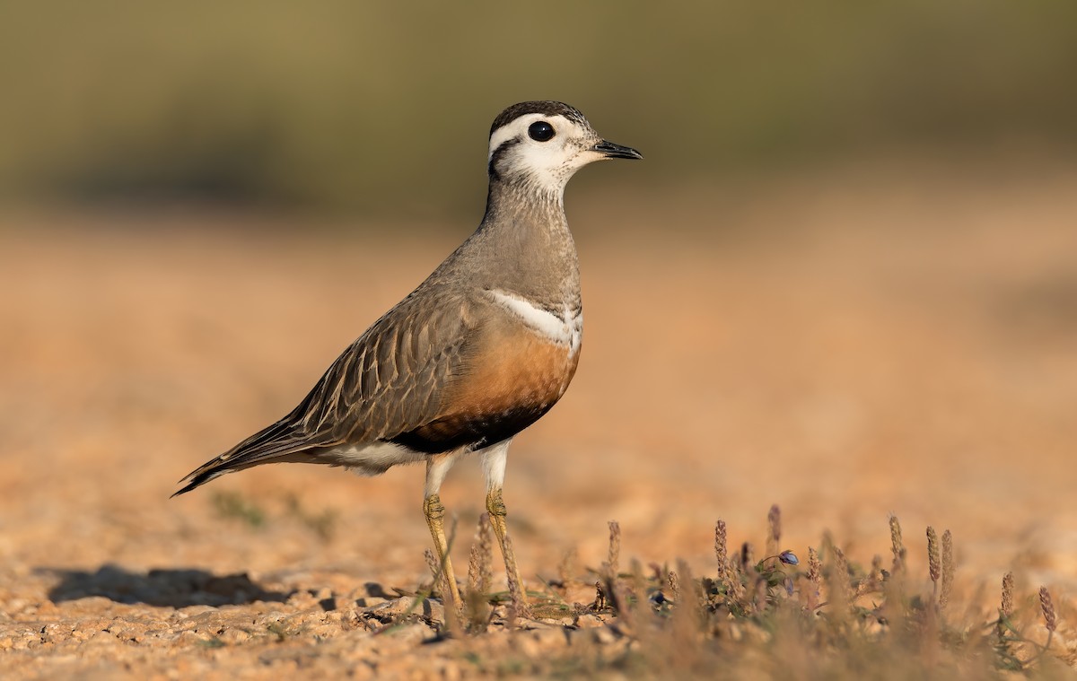 Eurasian Dotterel - Rui Pereira | Portugal Birding
