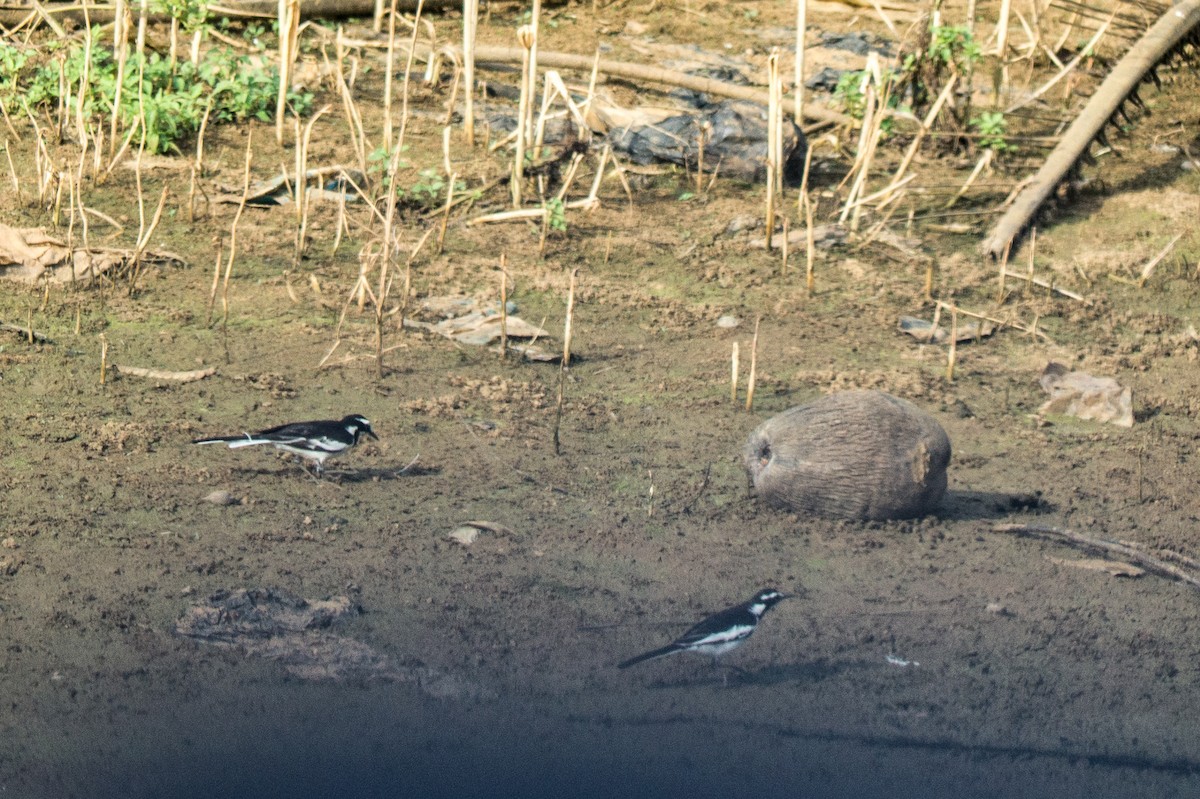 African Pied Wagtail - ML236156261