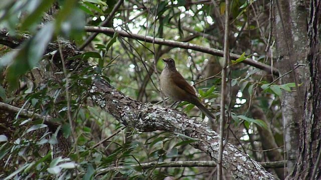Pale-breasted Thrush - ML236156331