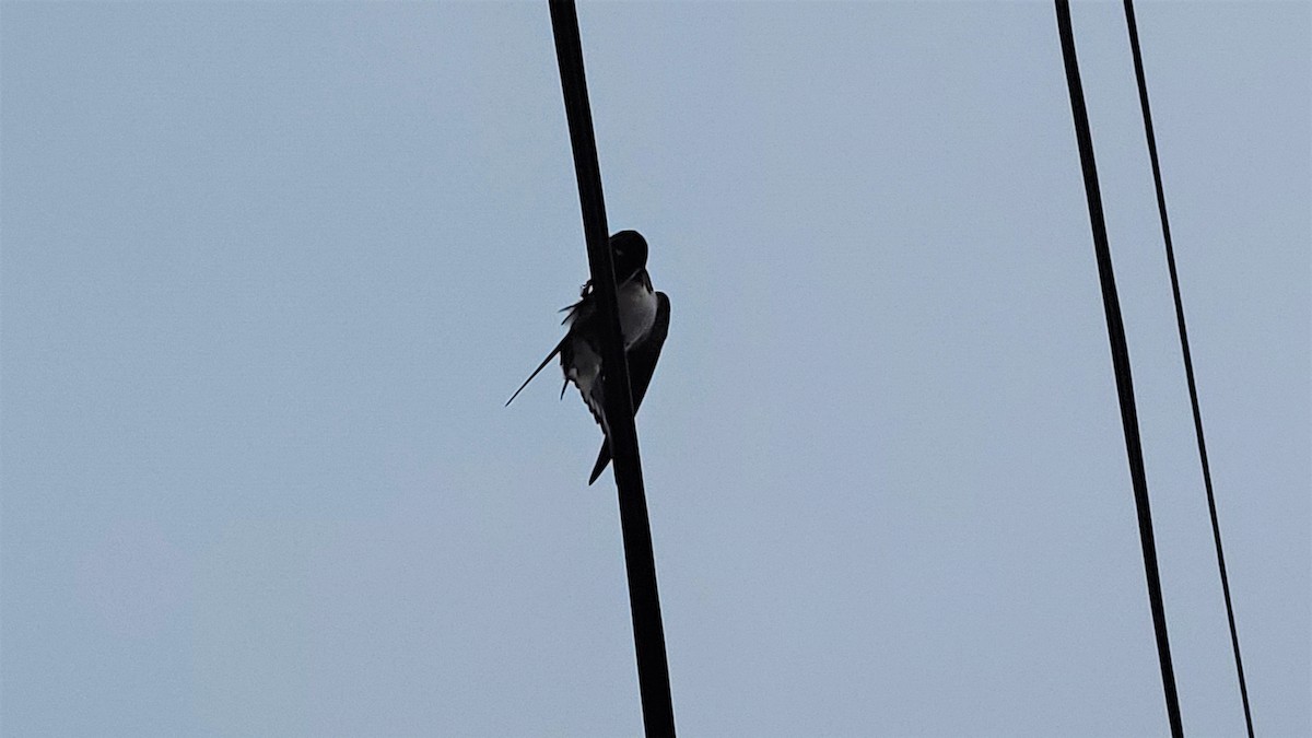Barn Swallow - ML236166131