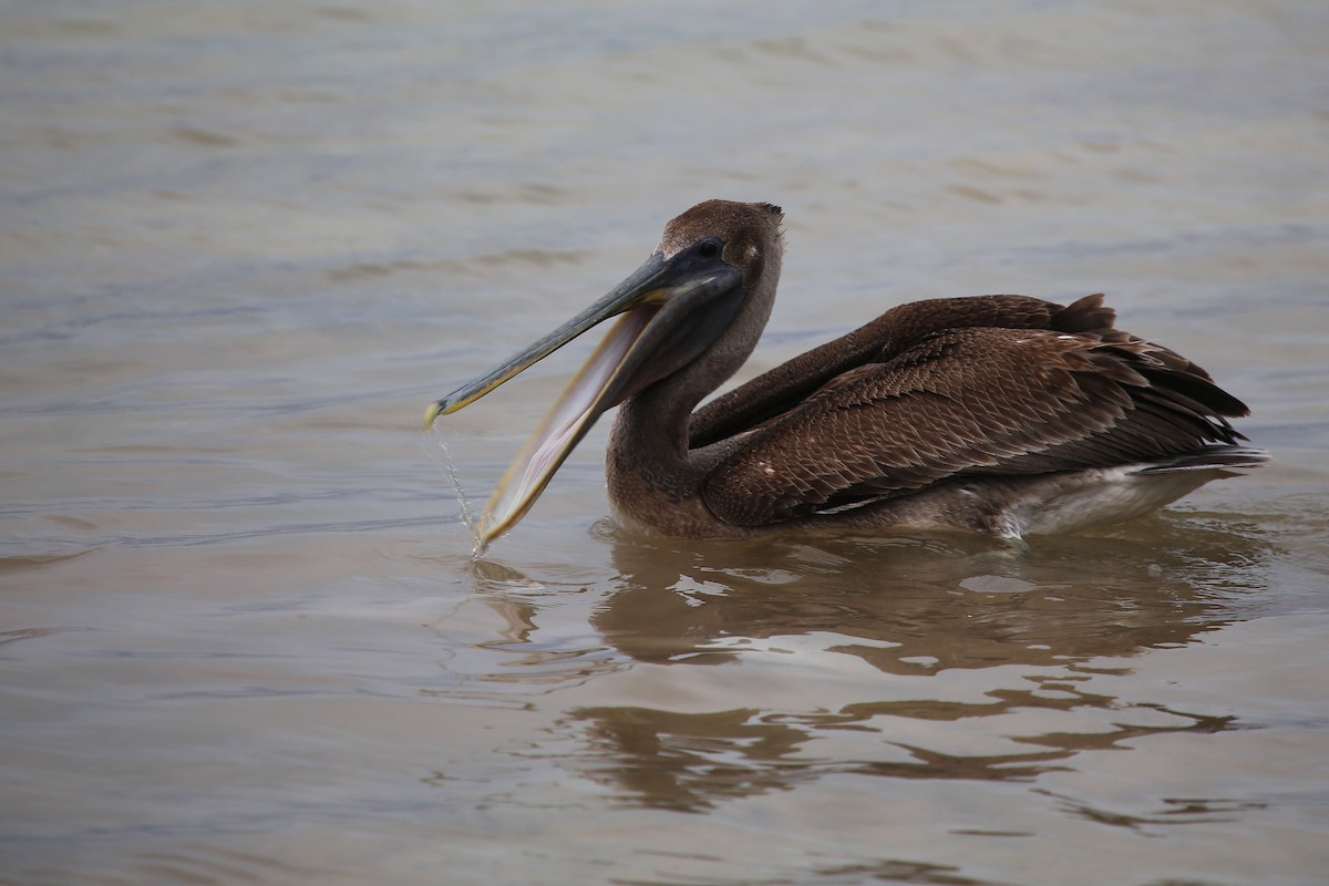 Brown Pelican (Atlantic) - Rob Bielawski