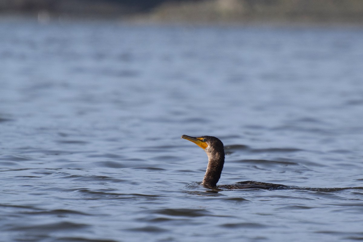 Double-crested Cormorant - Will Brooks