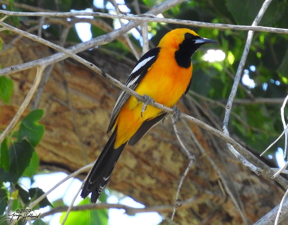 Hooded Oriole (nelsoni Group) - ML236176001
