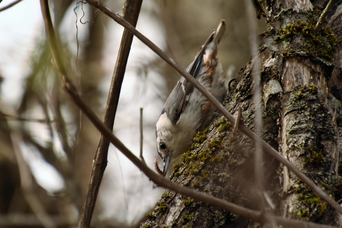 White-breasted Nuthatch - ML236179291