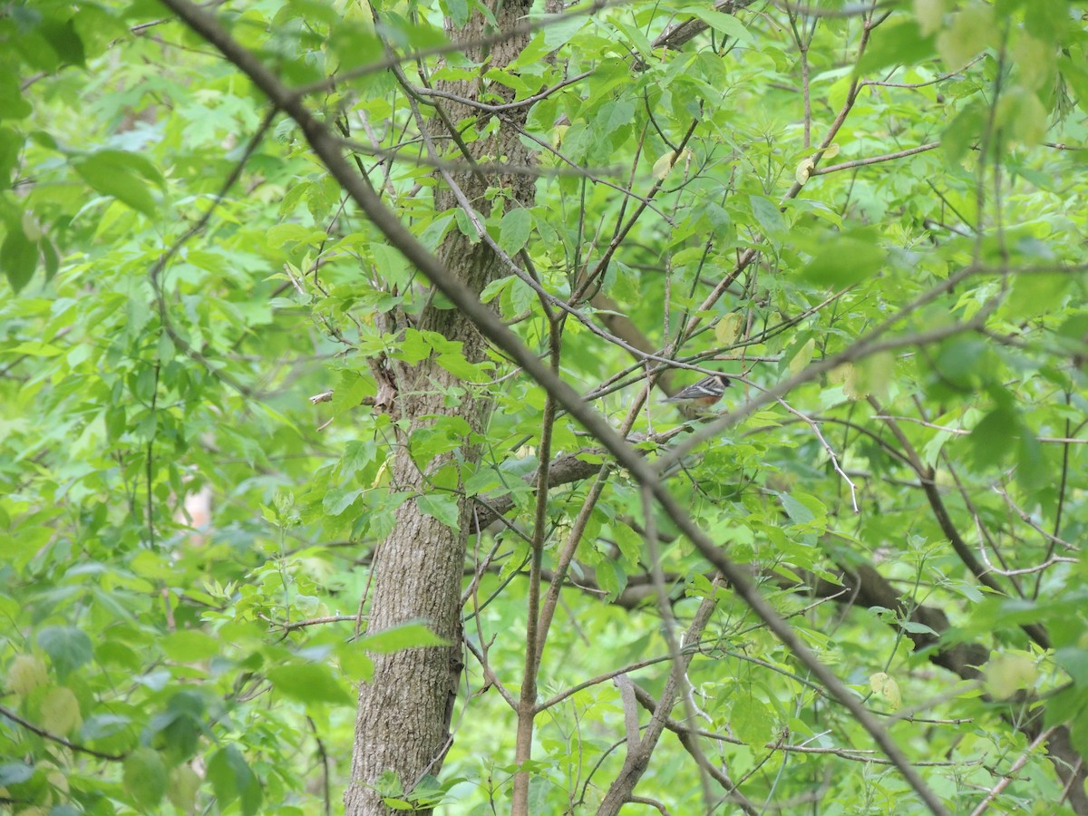 Bay-breasted Warbler - ML236180681