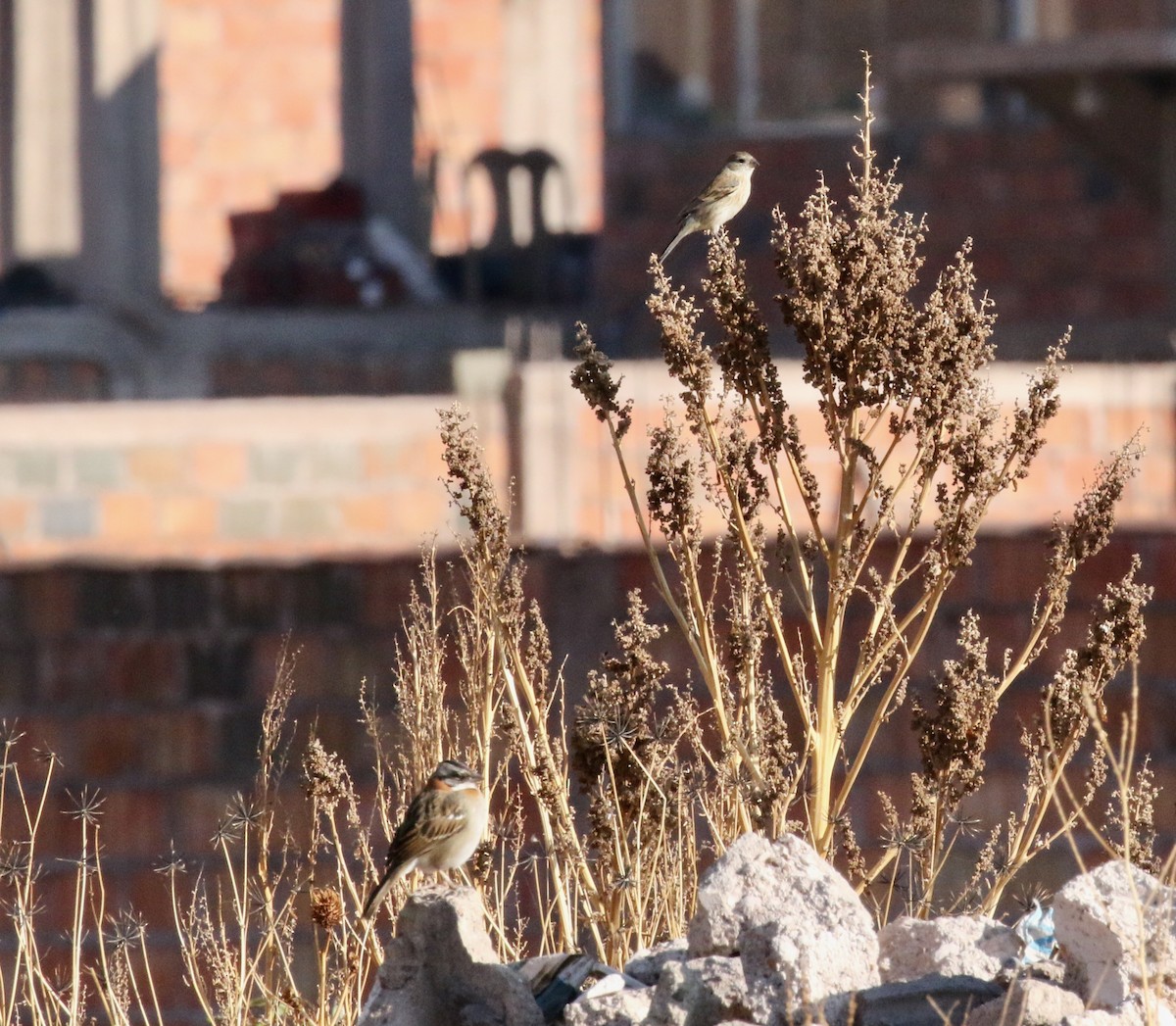 Rufous-collared Sparrow - ML236181631