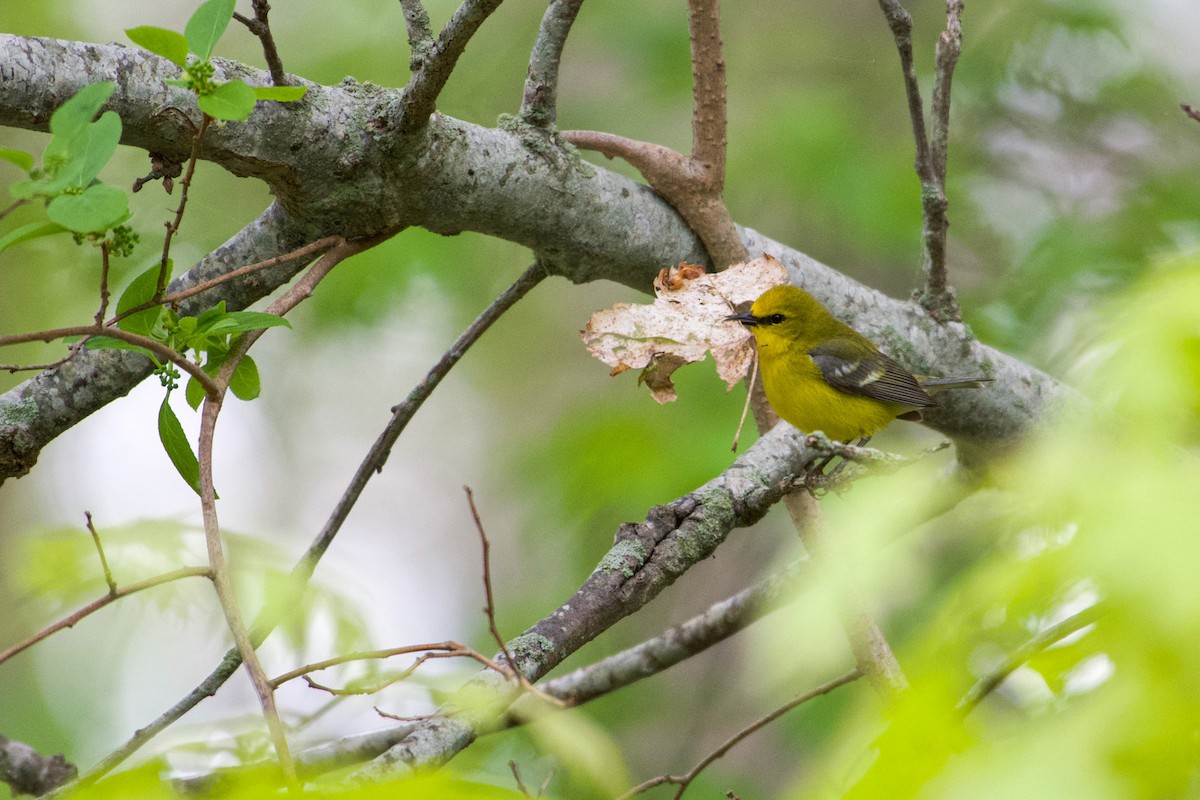 Blue-winged Warbler - Jay Rand