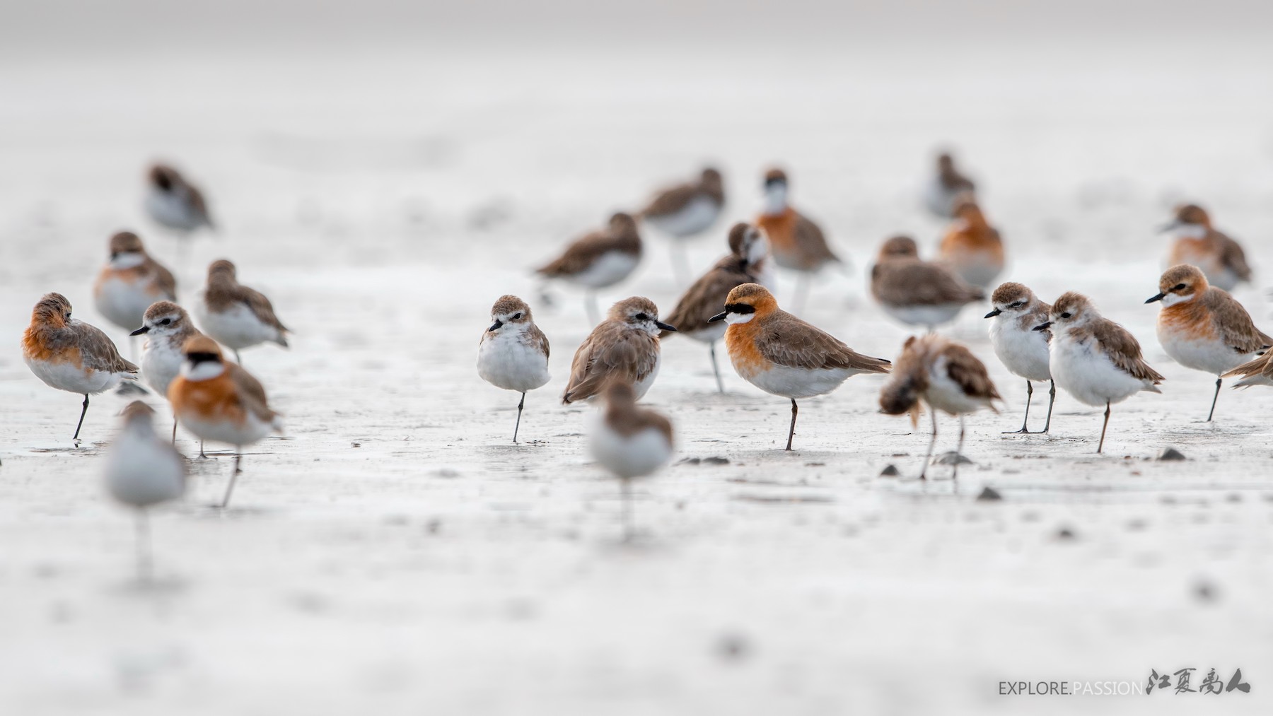 Lesser/Greater Sand-Plover - Wai Loon Wong
