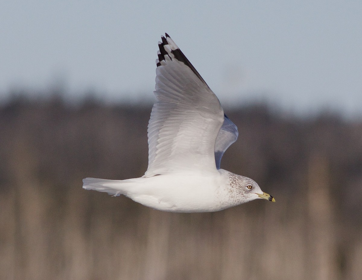 Ring-billed Gull - Chris Peters