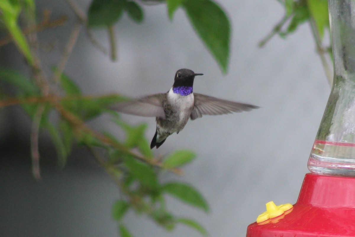 Black-chinned Hummingbird - ML236193321