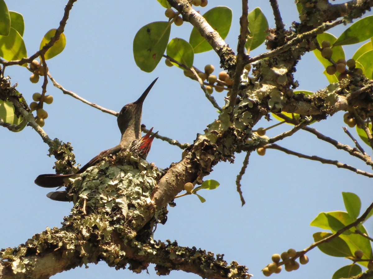 Sombre Hummingbird - Rafaela Wolf de Carvalho