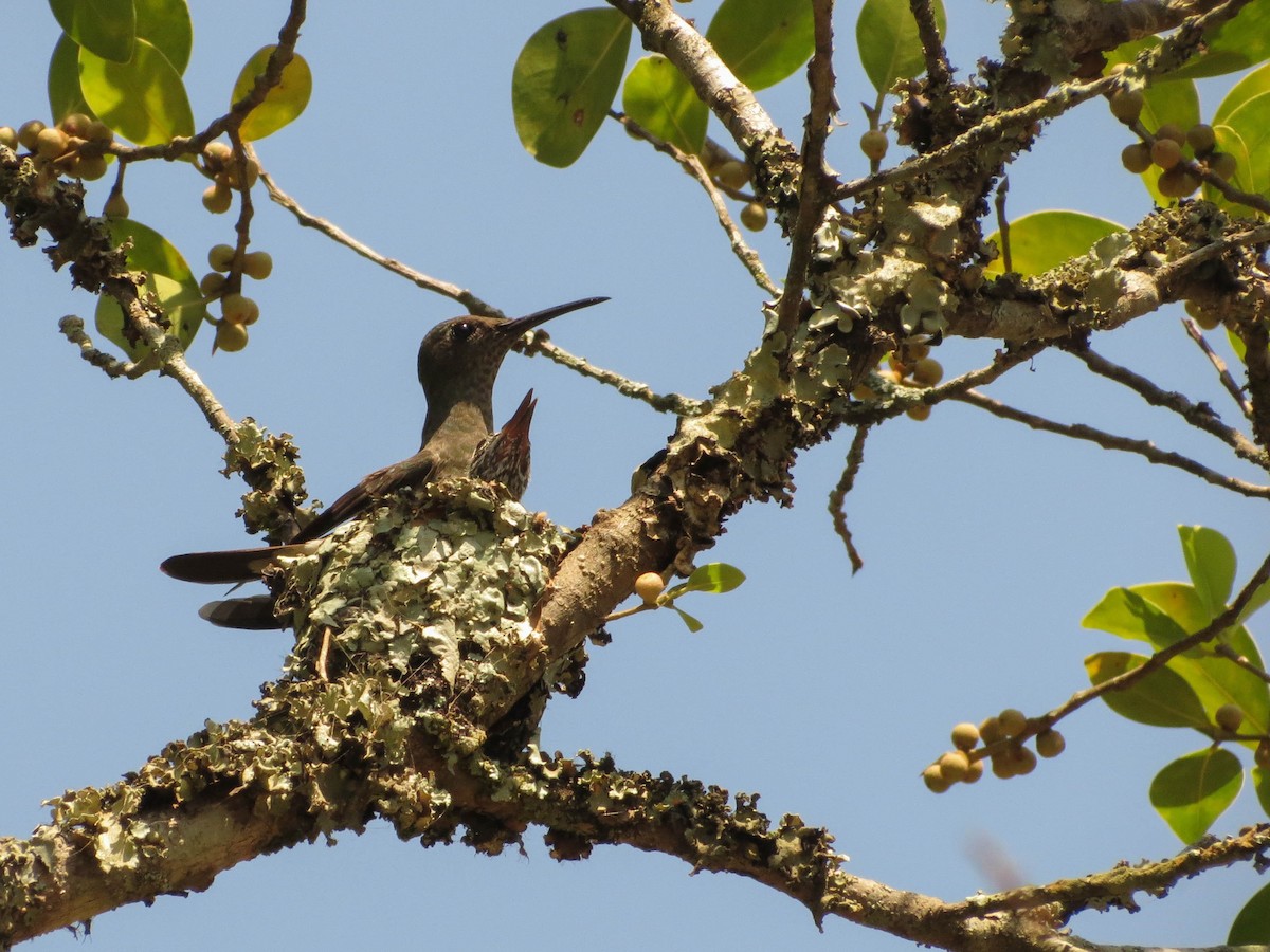 Sombre Hummingbird - ML236193821
