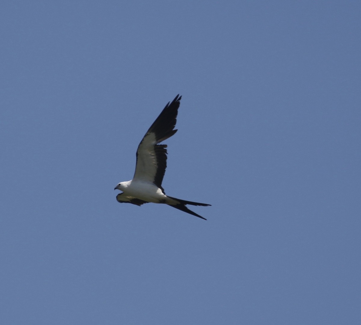 Swallow-tailed Kite - ML236195471