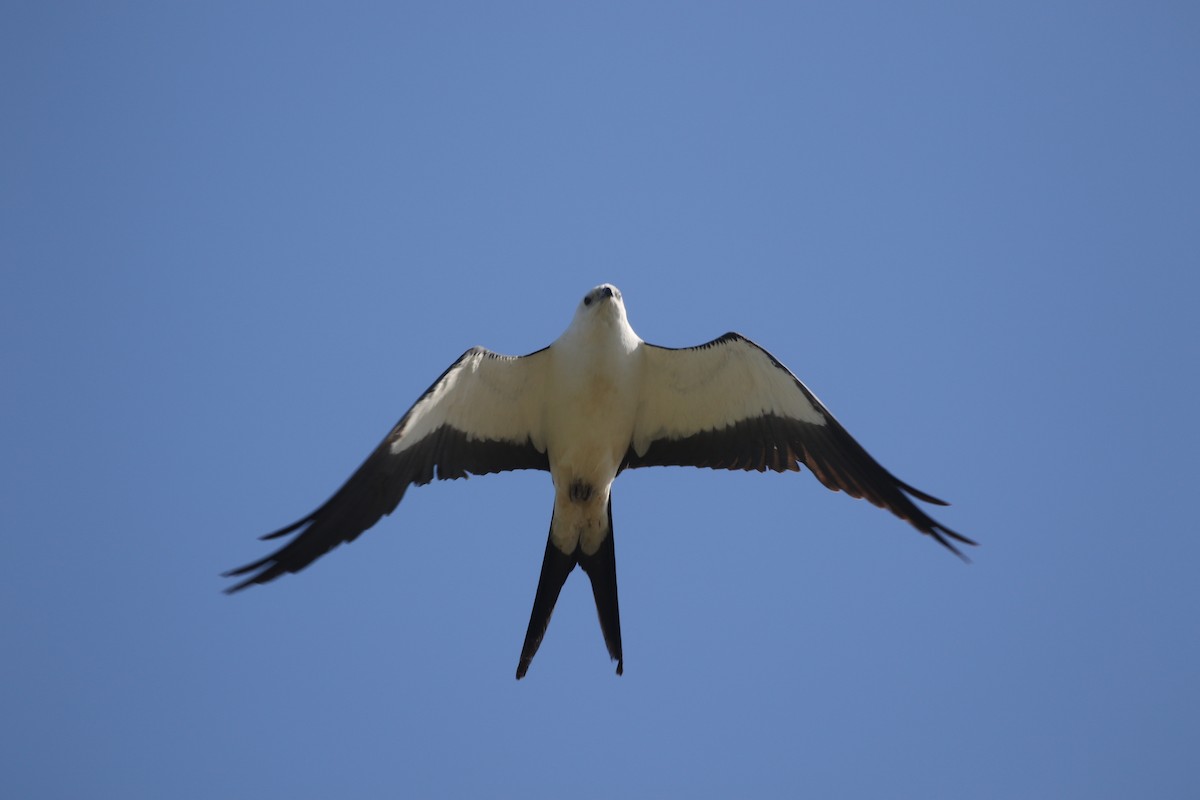 Swallow-tailed Kite - ML236195491