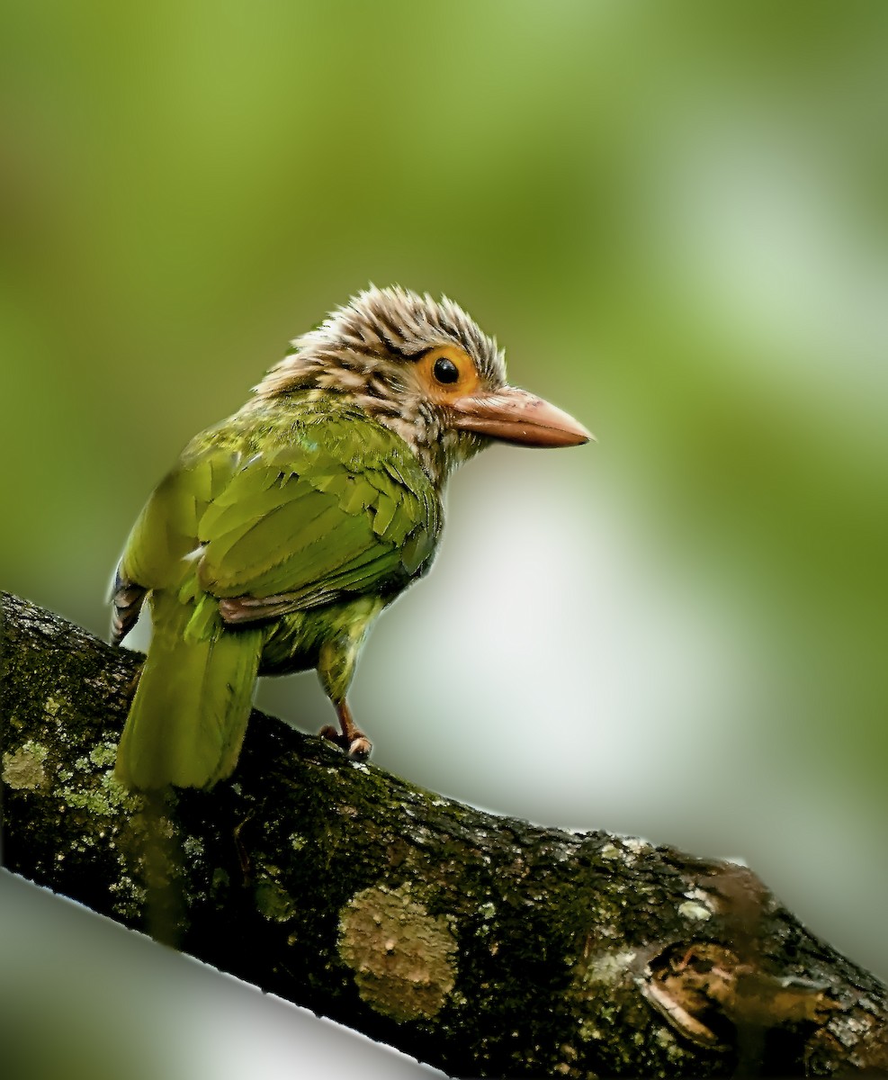 Lineated Barbet - ML236198841