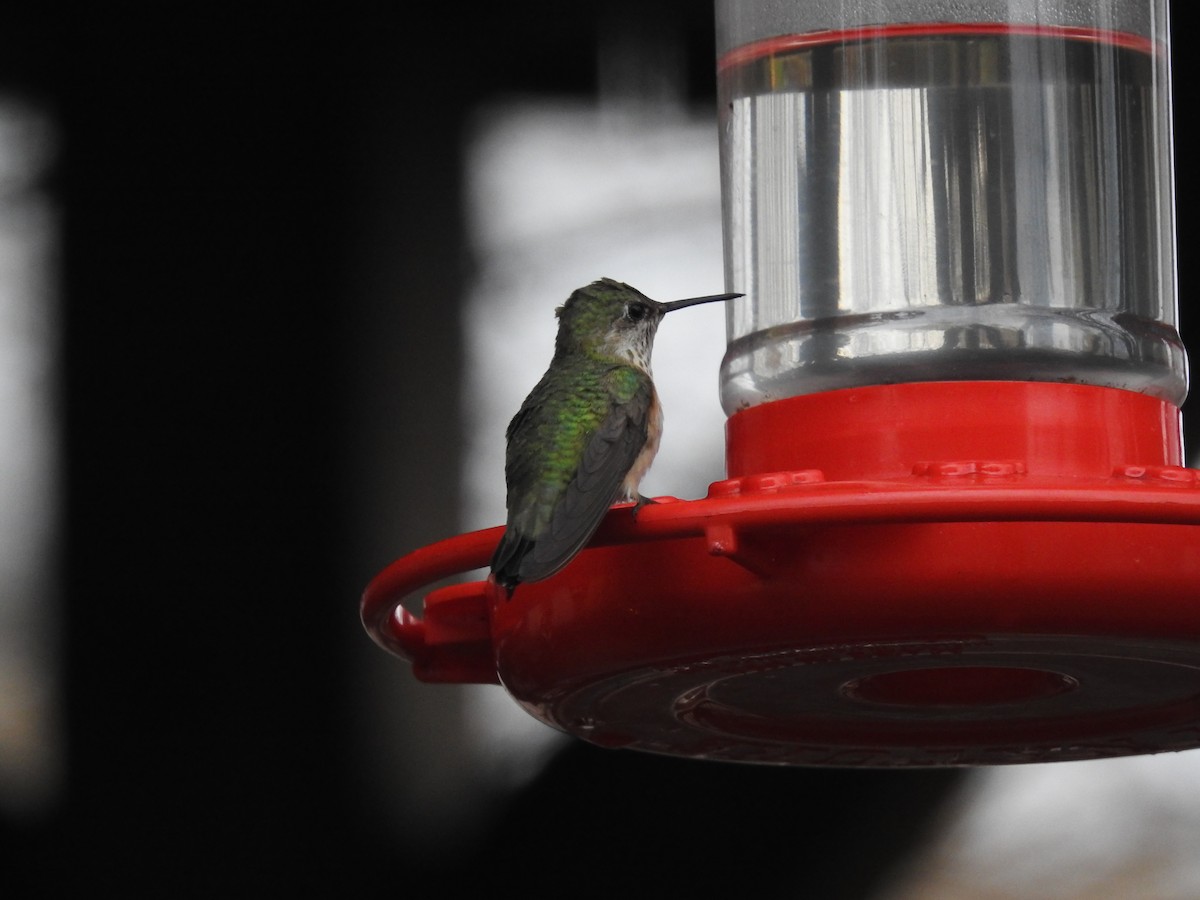 Calliope Hummingbird - ML236202711
