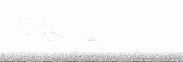 Пестрогорлый соловьиный дрозд - ML236203041