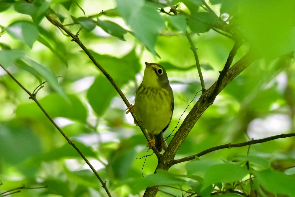 Canada Warbler - Rebekah Holtsclaw