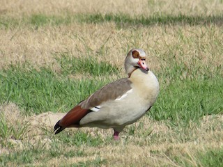 Egyptian Goose, ML23620851