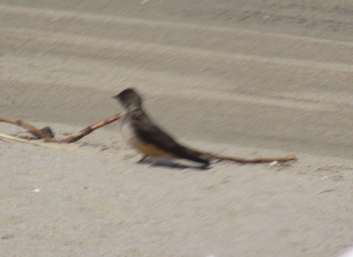 Northern Rough-winged Swallow - ML236209731