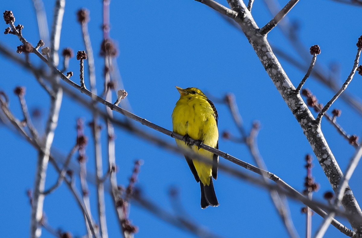 Western Tanager - ML23621691