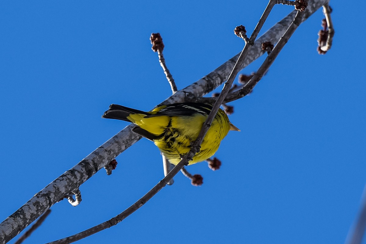 Western Tanager - ML23621701