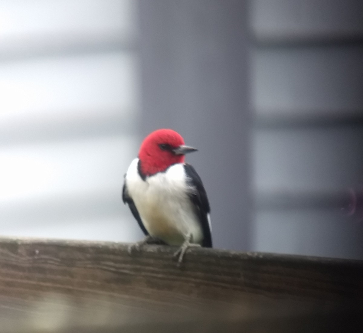 Red-headed Woodpecker - ML236219561