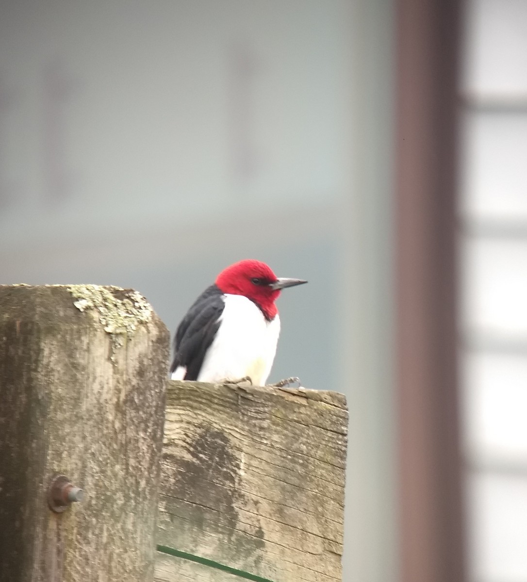 Red-headed Woodpecker - ML236219591