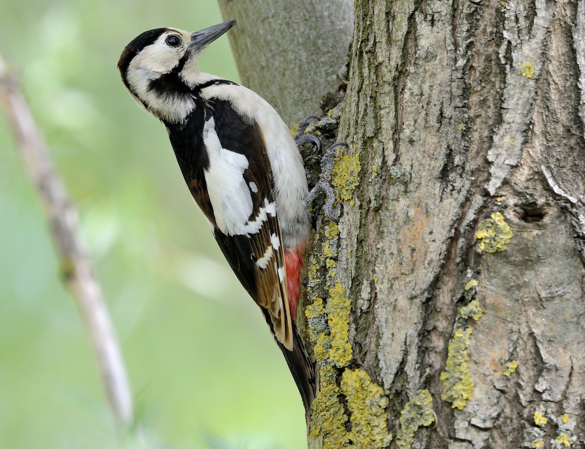 Syrian Woodpecker - ML236219781