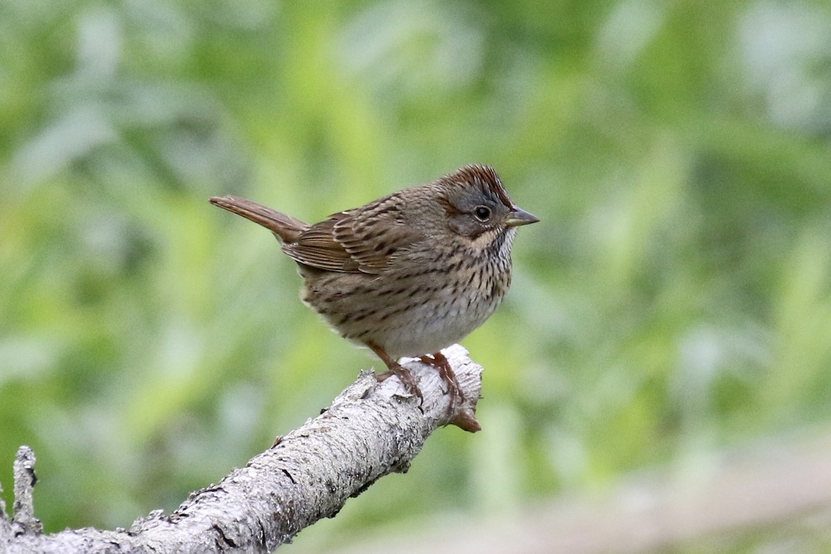 Lincoln's Sparrow - Bruce Cole