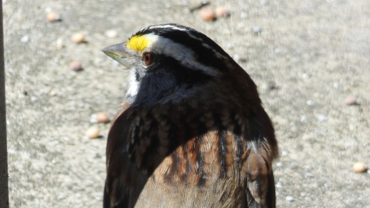 White-throated Sparrow - ML236223541