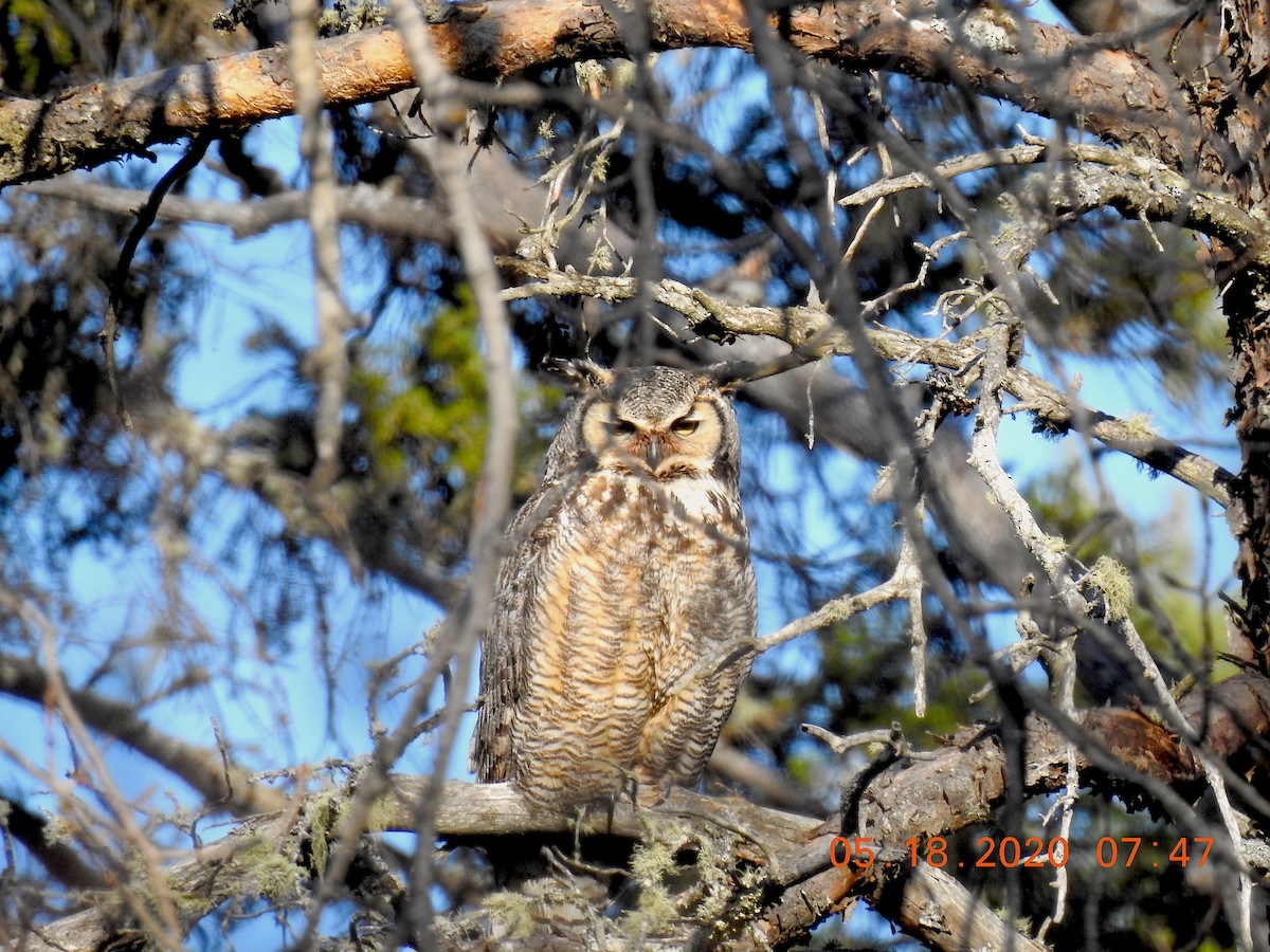 Great Horned Owl - Brian Hawkins