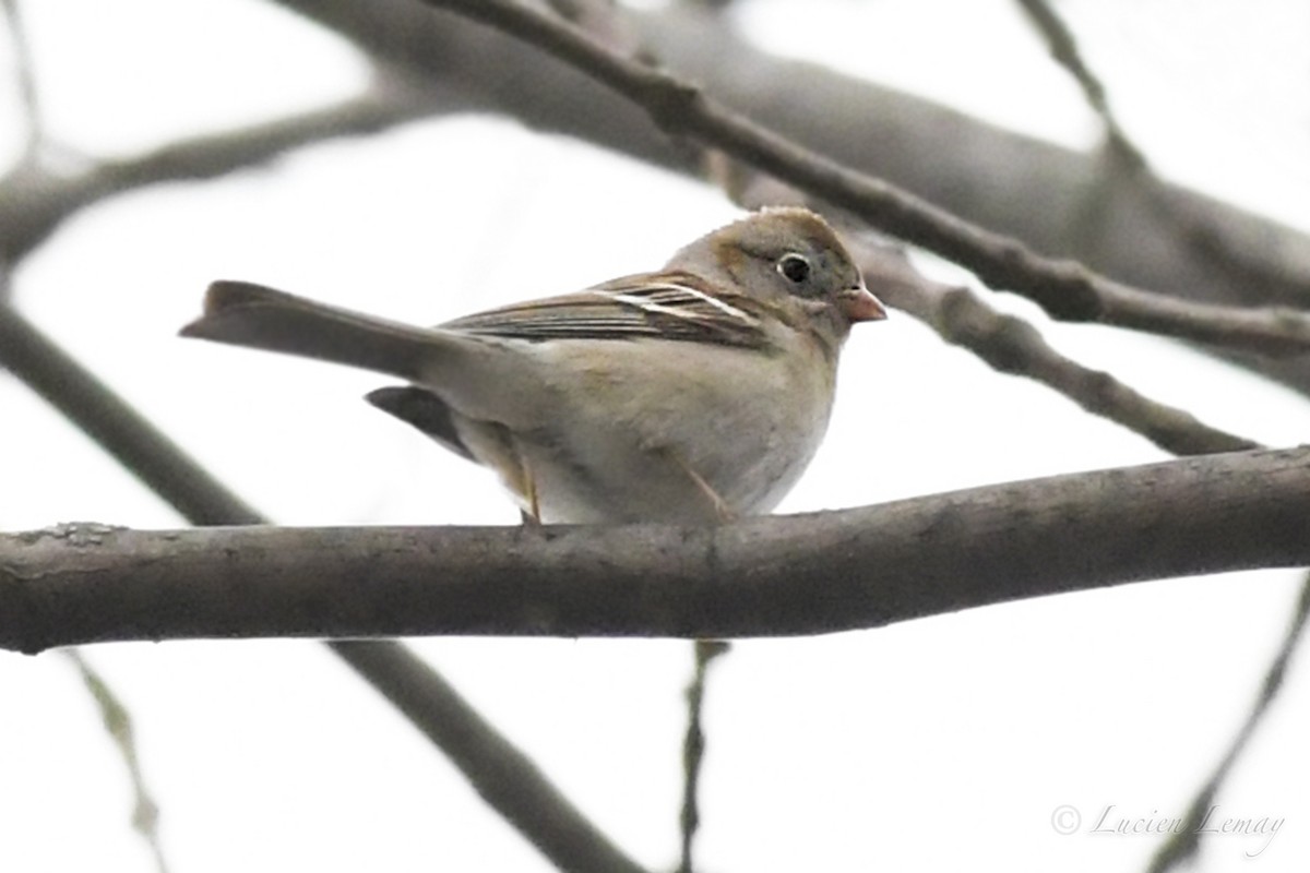 Field Sparrow - ML236228811