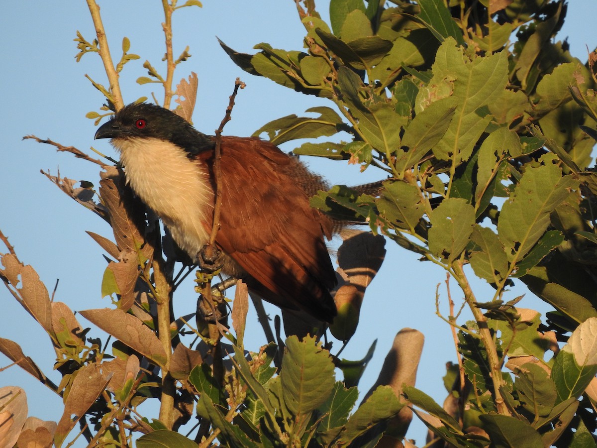 White-browed Coucal - Paloma Lazo