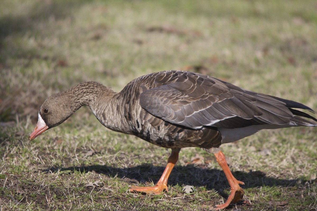 Greater White-fronted Goose - Torin Waters 🦉